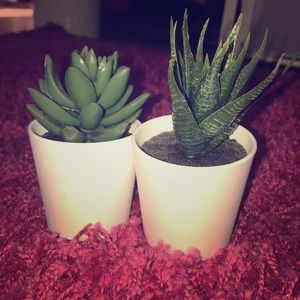 Decorative office plant